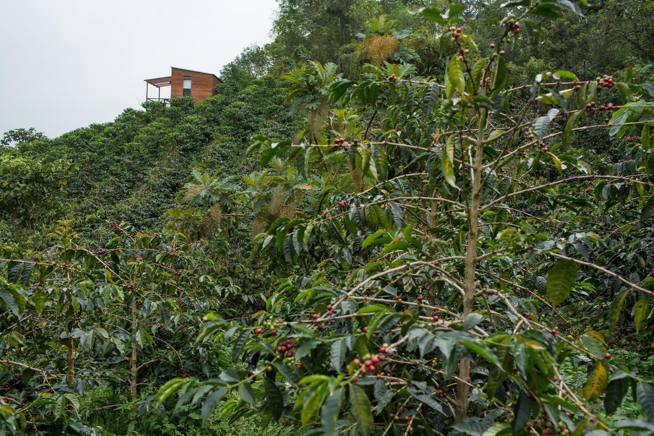 Coffee & Adventure Hotel By La Palma Y El Tucan Zipacon Zewnętrze zdjęcie